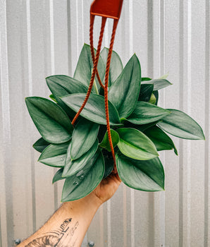 A person holding a 6-inch Scindapsus 'Treubii Moonlight' plant in a hanging basket with silvery leaves.