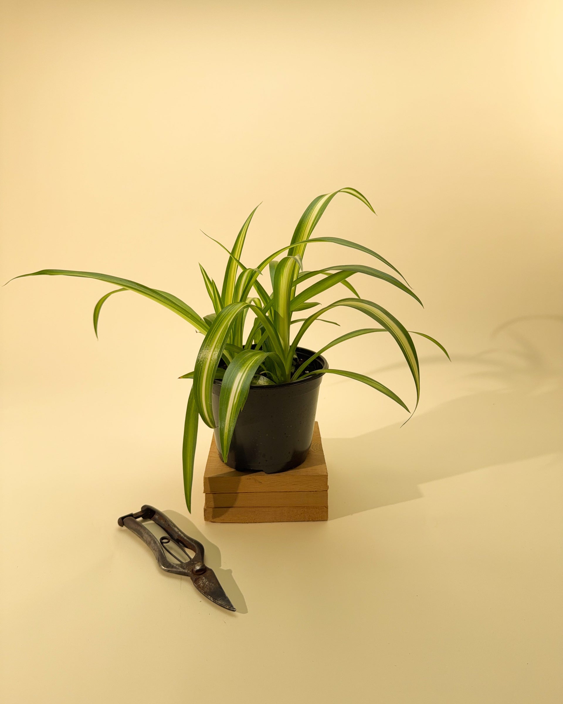 spider plant yellow stems 6" Spider Plant – BWH Plant Co