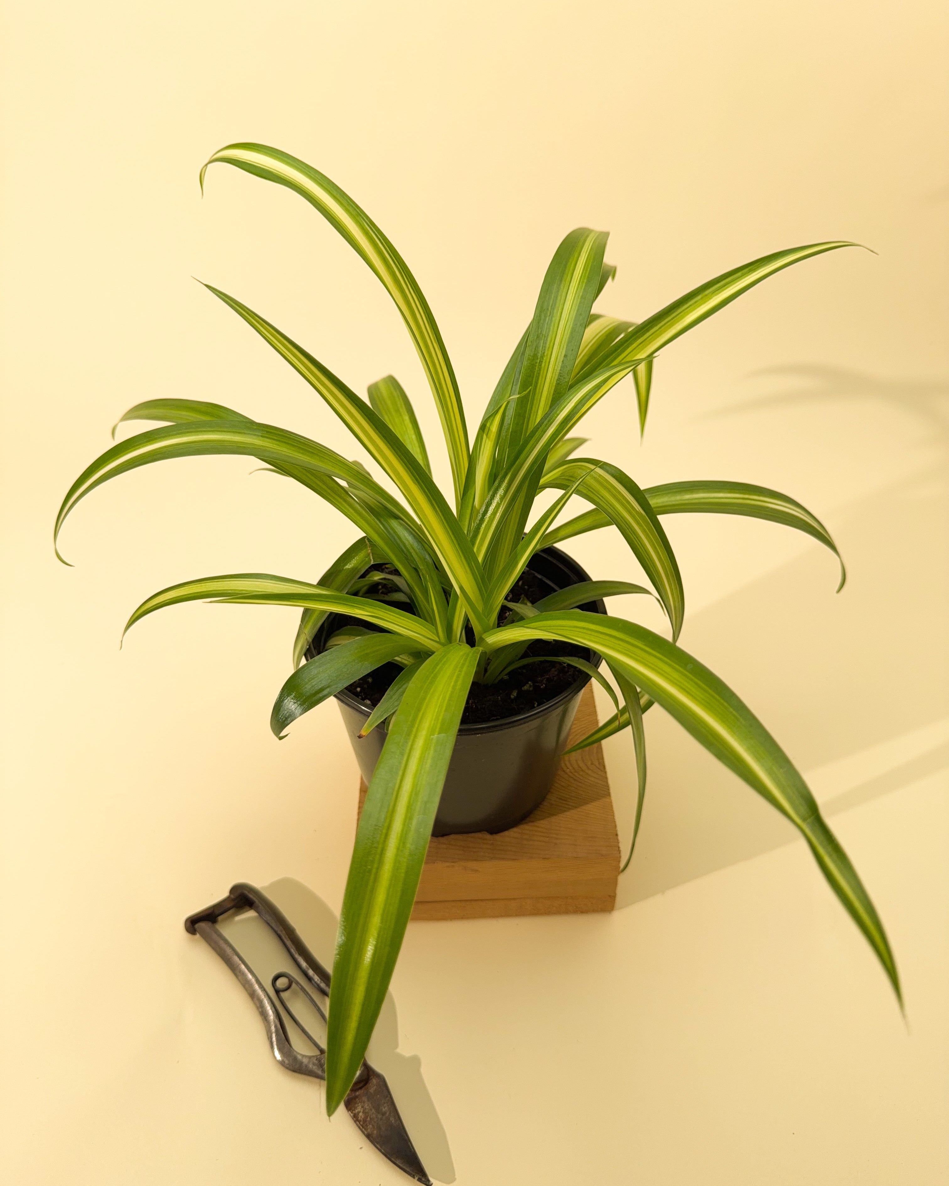 spider plant 6.5in hb 6" Spider Plant – BWH Plant Co