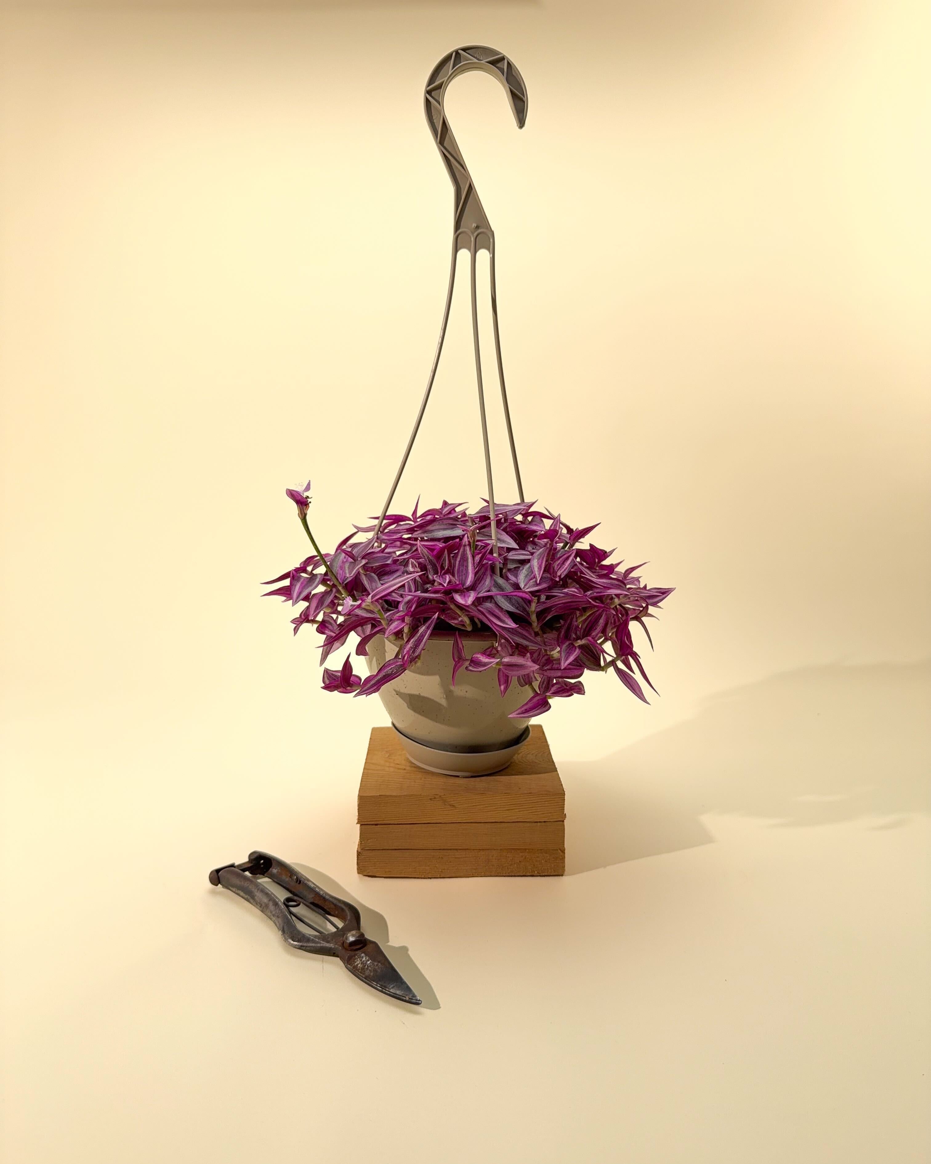 hanging pink plant 6" Tradescantia 'Pink Paradise' (Hanging Basket) – BWH Plant Co