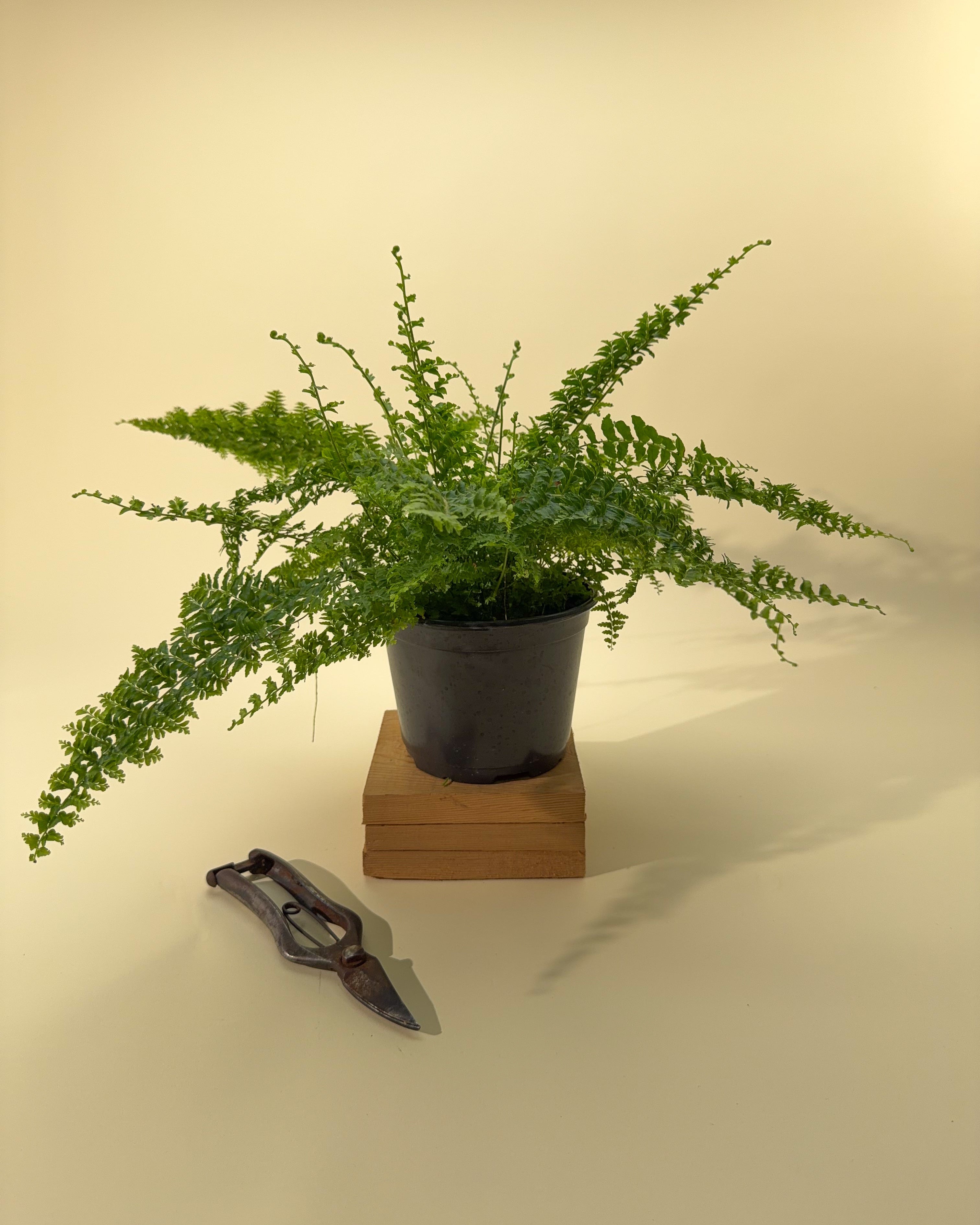 can a fern be an indoor plant 6" Fern 'Green Fantasy' – BWH Plant Co