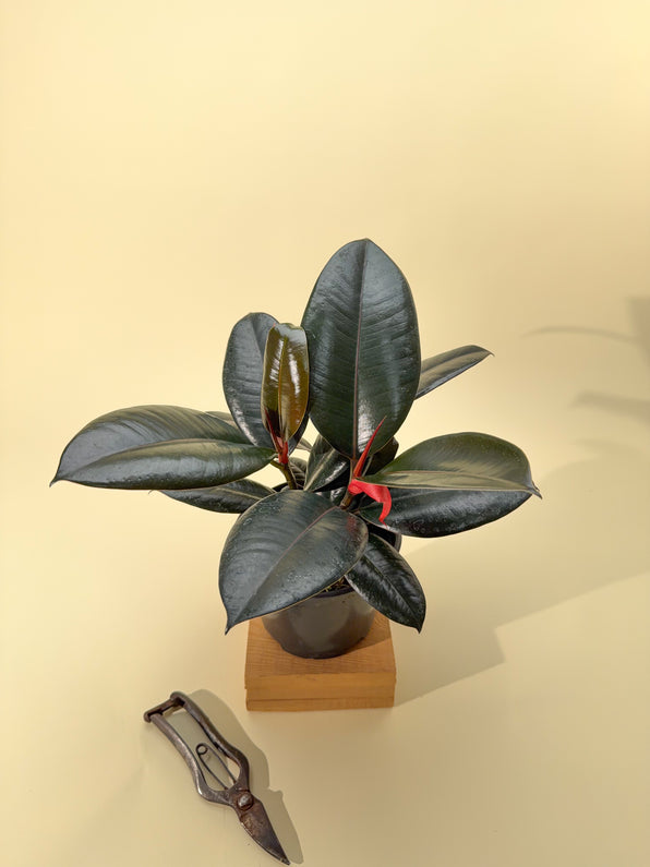 Rare Ficus Tree Shop Ficus “Fig Trees” – Indoor & Rare Varieties – BWH Plant Co