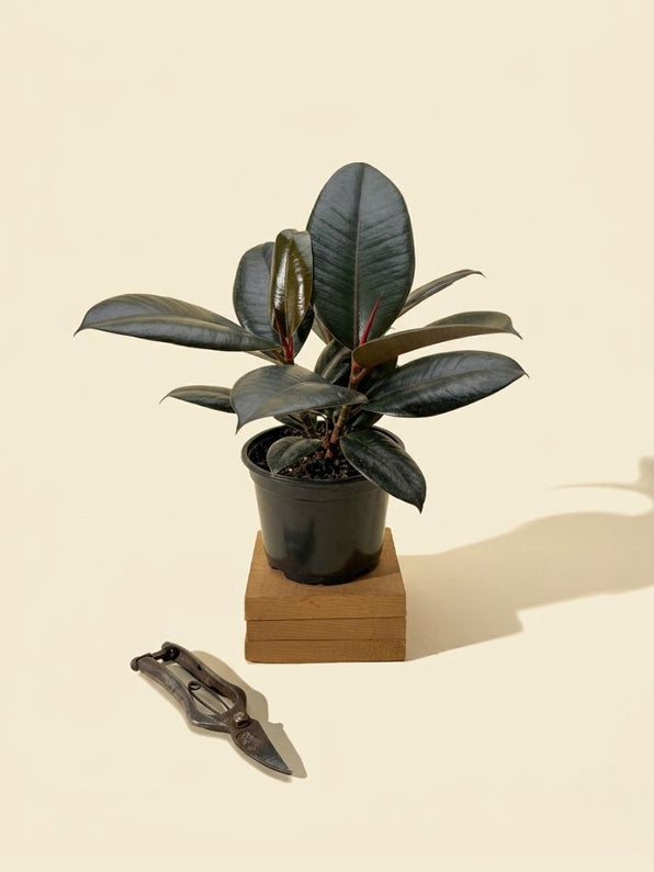Rare Ficus Tree Shop Ficus “Fig Trees” – Indoor & Rare Varieties – BWH Plant Co