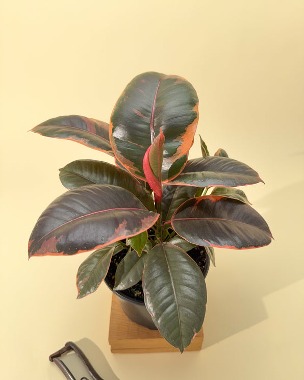 Rare Ficus Tree Shop Ficus “Fig Trees” – Indoor & Rare Varieties – BWH Plant Co
