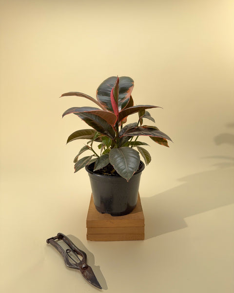 ruby rubber tree plant 6