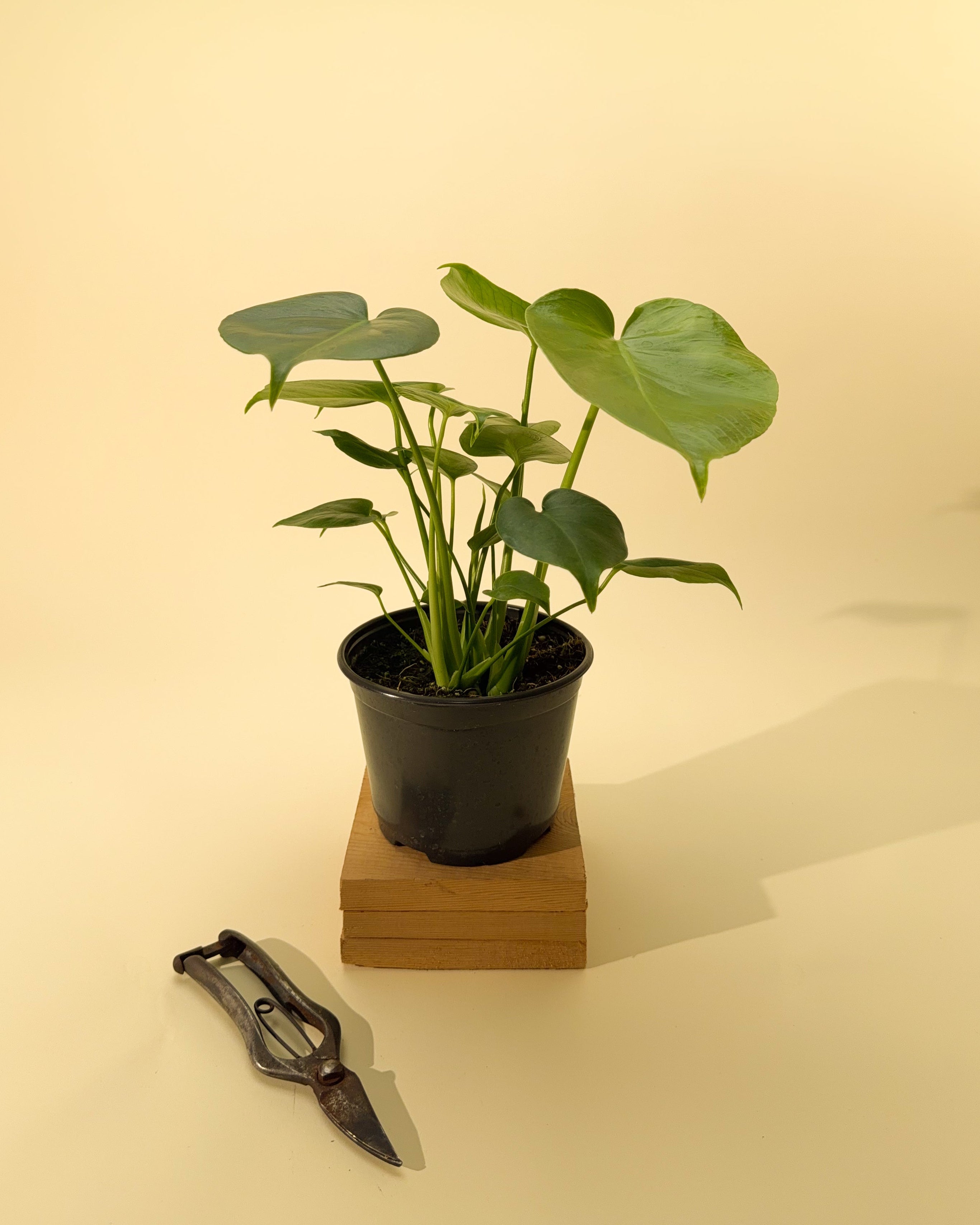 monstera deliciosa branching 6" Monstera 'Deliciosa' – BWH Plant Co