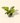6" Variegated Philodendron Green Congo 'Copper Flame'