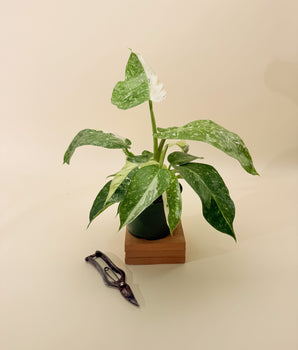 6" Philodendron 'Jose Buono Fiesta'