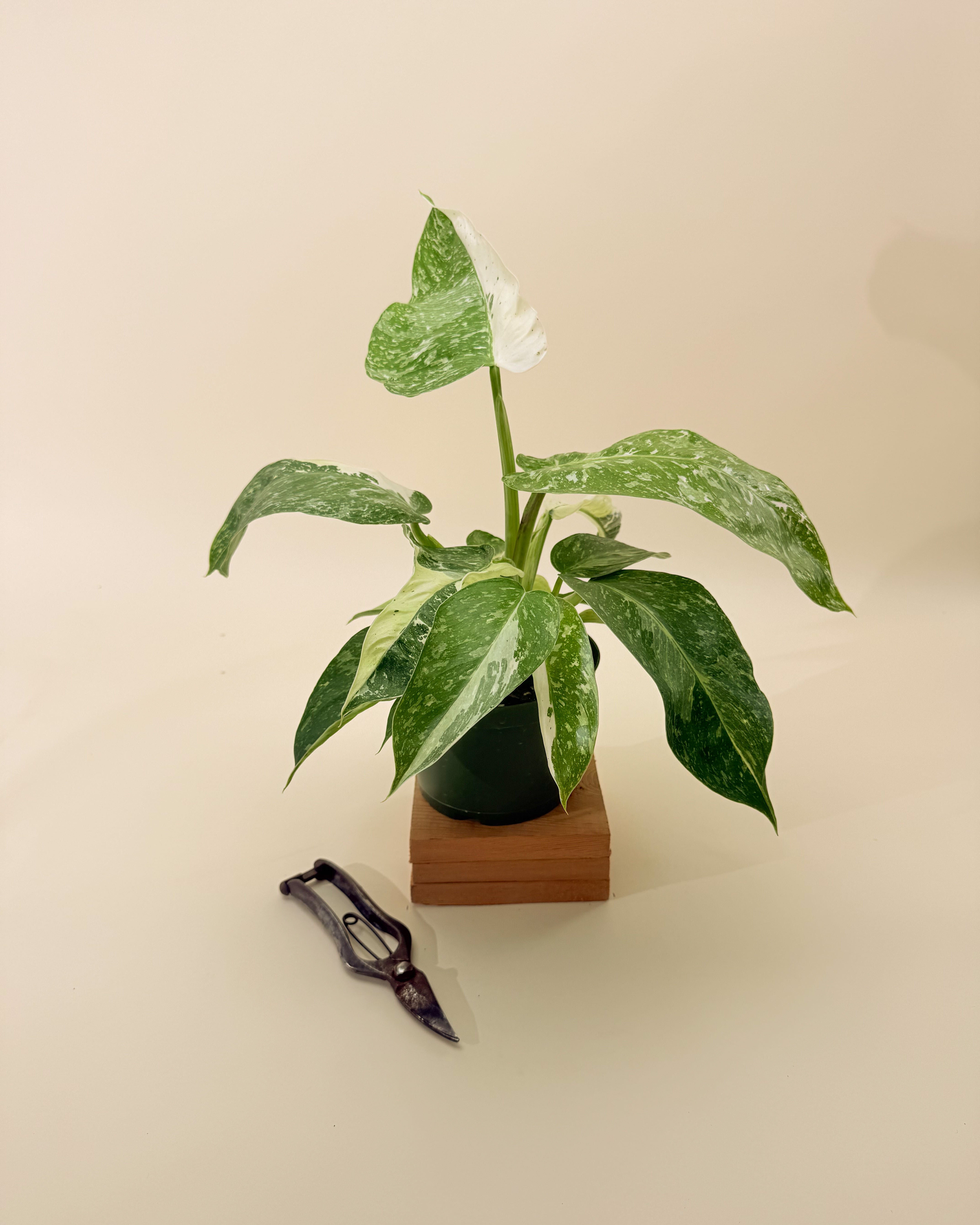 philodendron jose buono for sale Philodendron Jose Buono