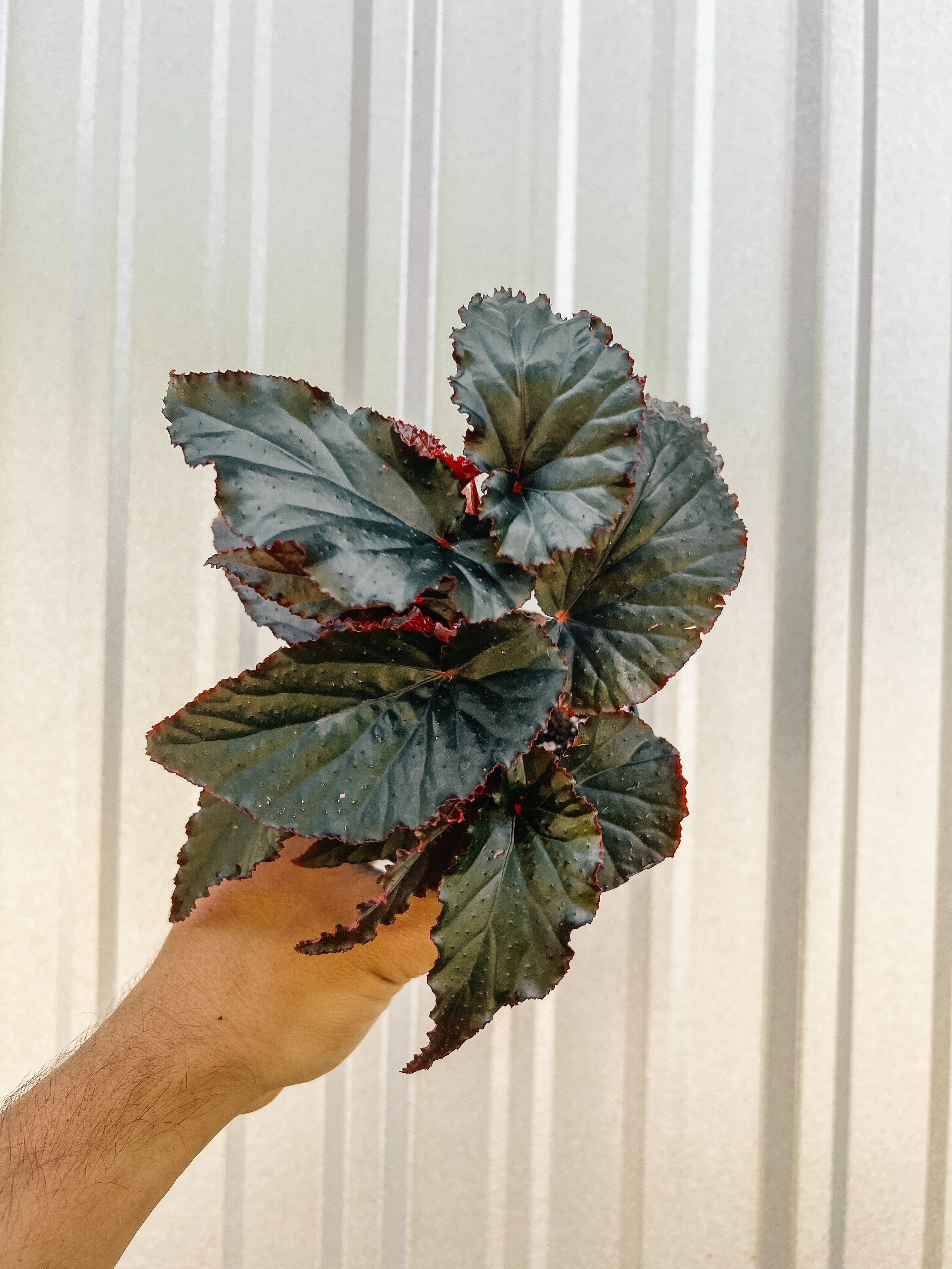 4" Begonia Angel Wing 'Black Magic' – BWH Plant Co