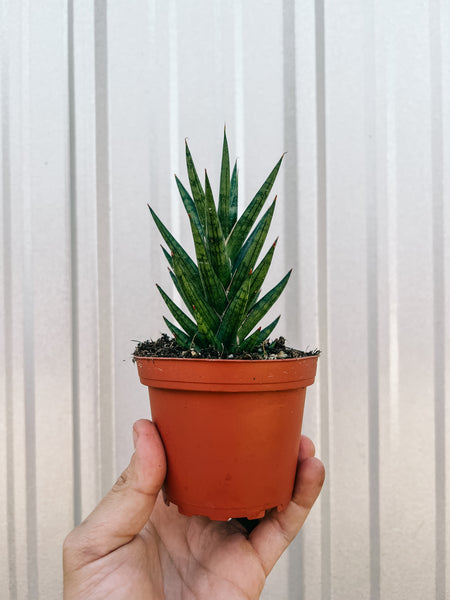sansevieria francisii common name 4" Sansevieria 'Francisii' – BWH Plant Co