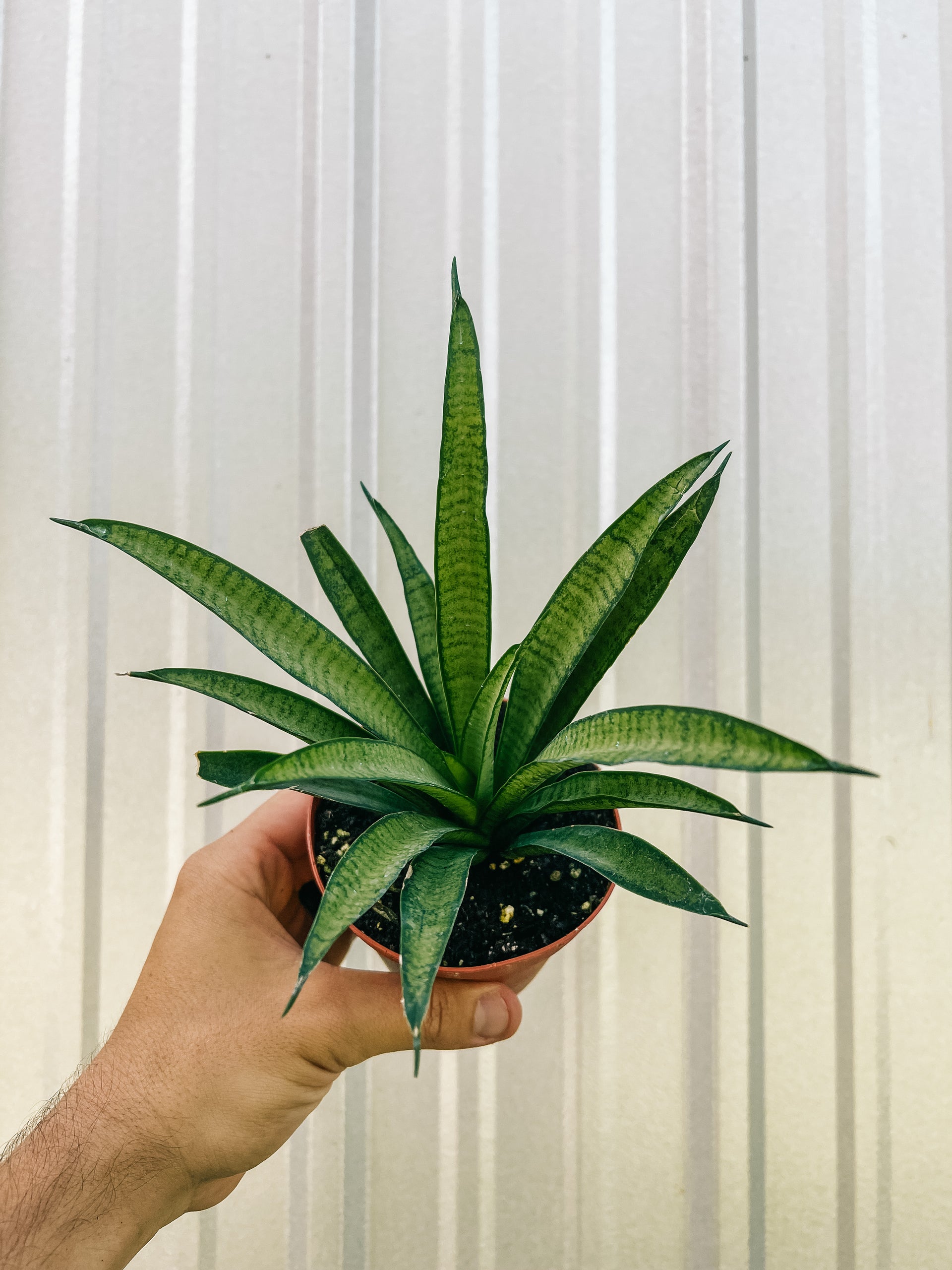 sansevieria perrotti 4” Sansevieria 'Lilliput'