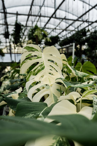 BWH Plant Co