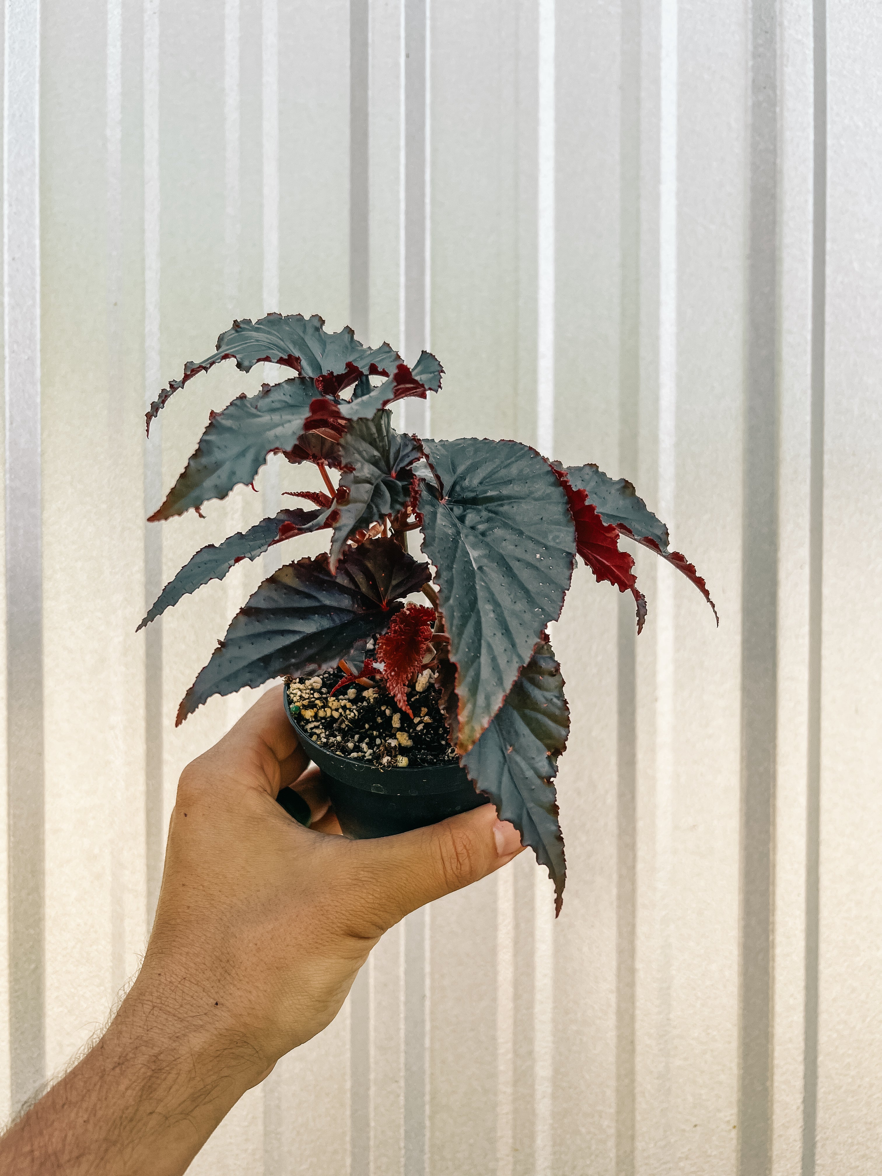 4" Begonia Angel Wing 'Black Magic' – BWH Plant Co