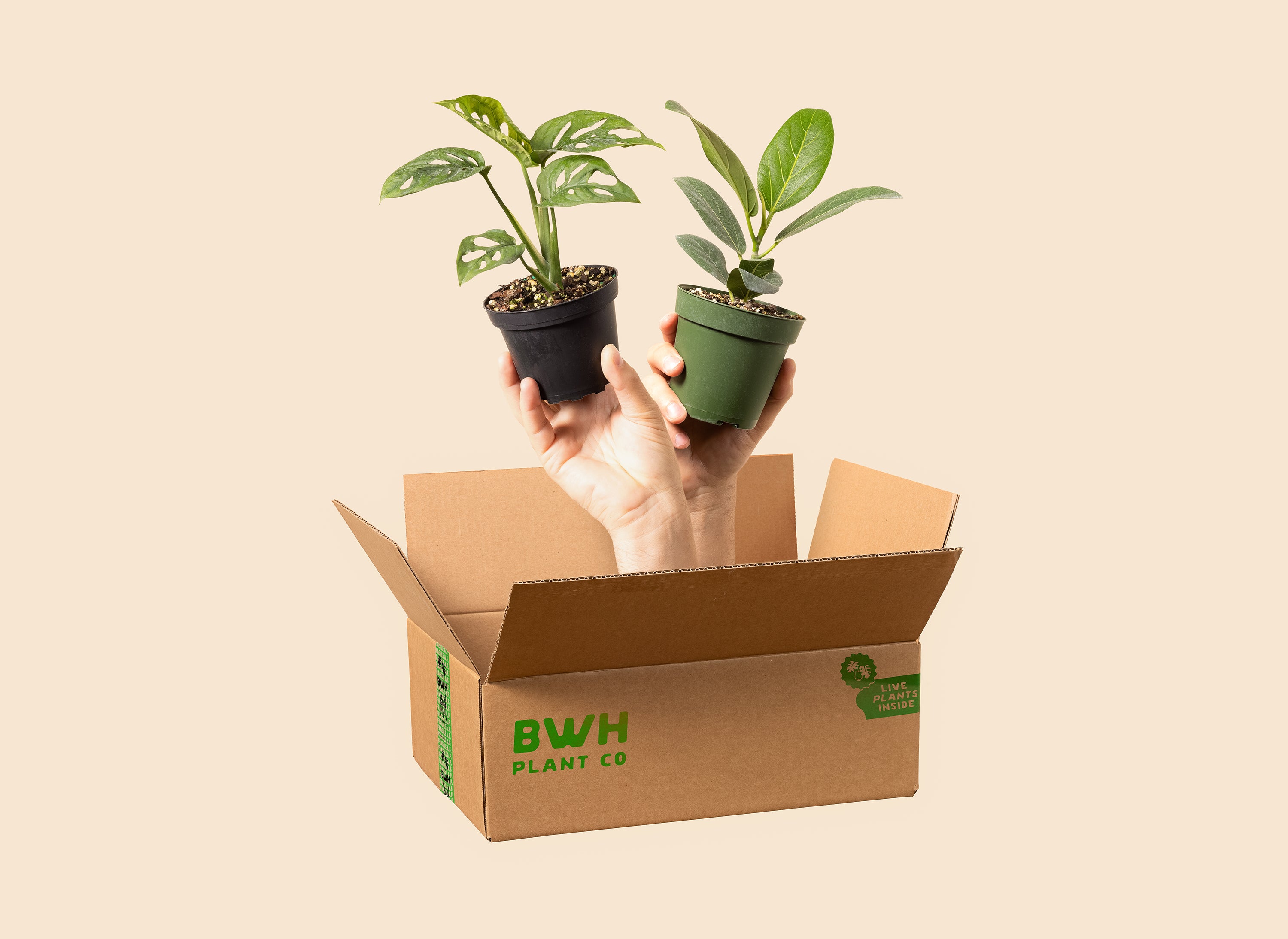pot plant delivery Plant Surprise