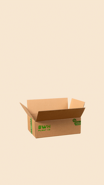 Plant Surprise – BWH Plant Co
