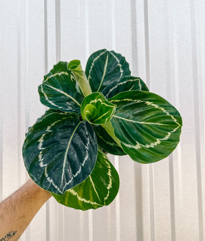 4" Calathea 'Green Goddess'