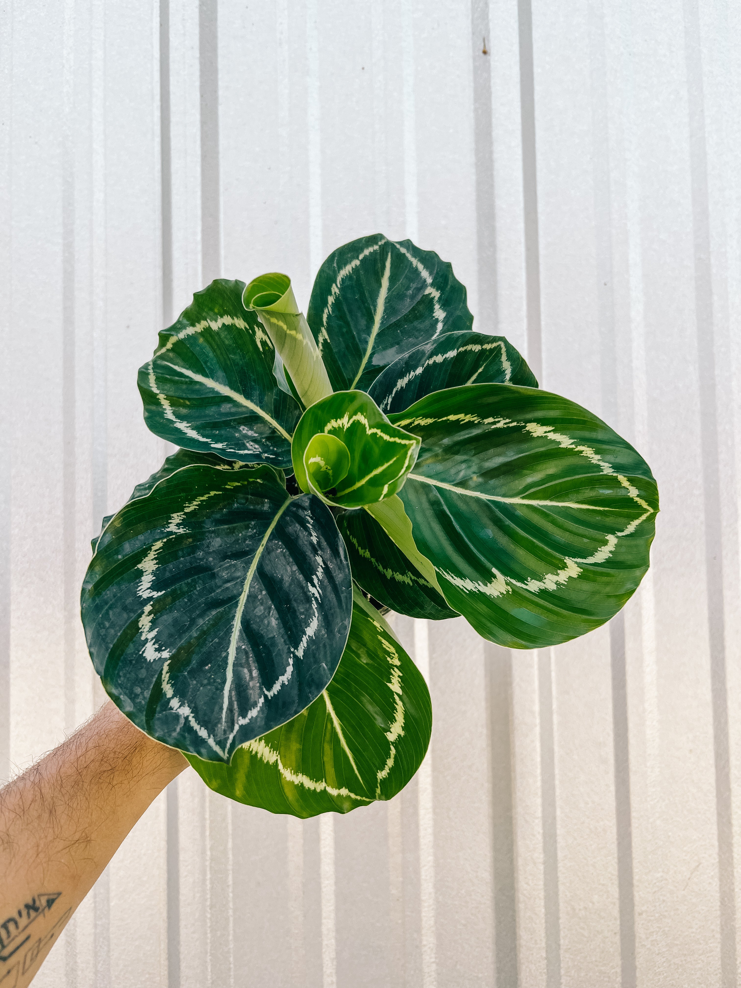 calathea altissima 4" Calathea 'Green Goddess' – BWH Plant Co