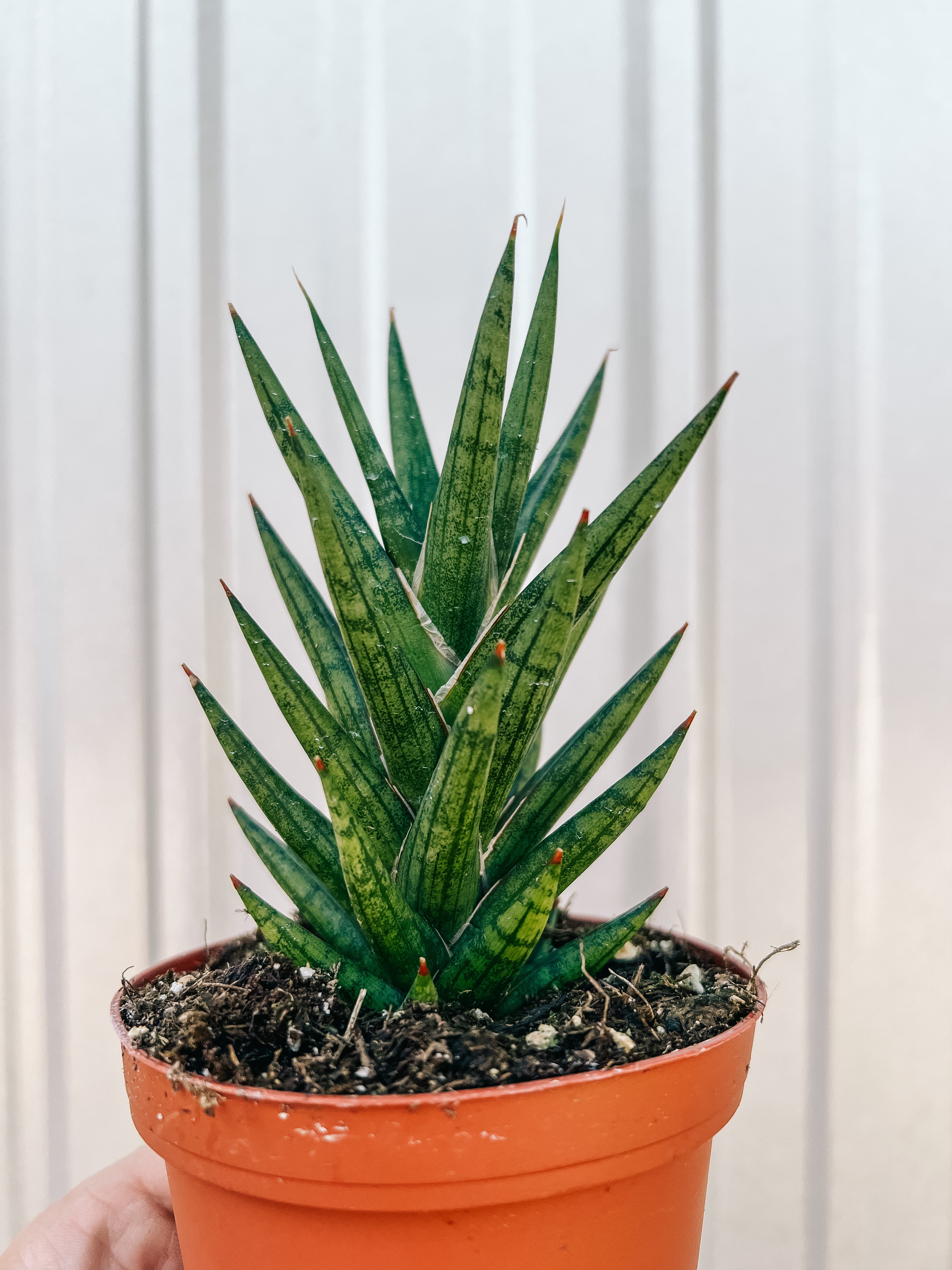 francissi sansevieria 4" Sansevieria 'Francisii' – BWH Plant Co