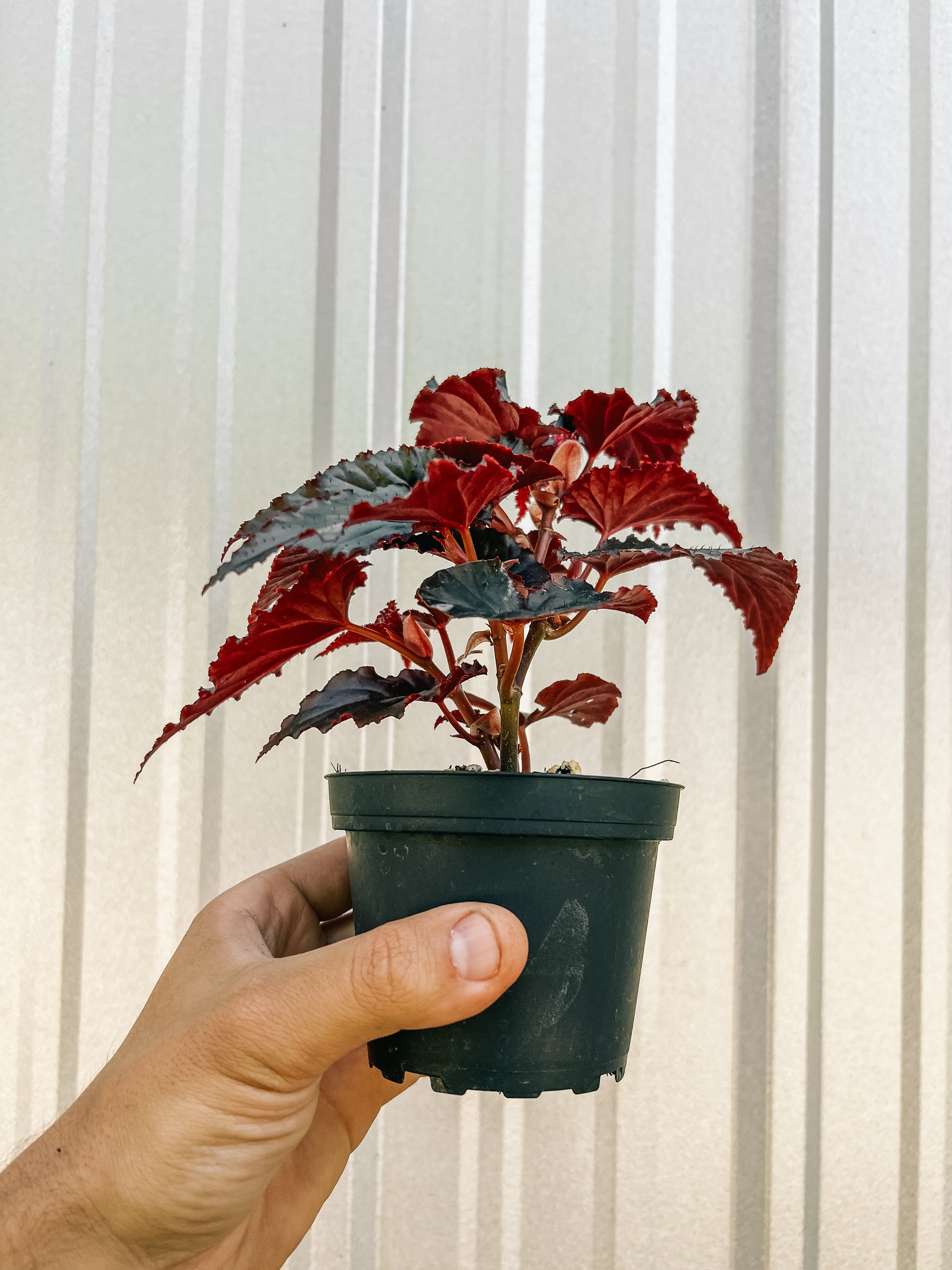 4" Begonia Angel Wing 'Black Magic' – BWH Plant Co