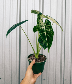 6” Variegated Alocasia 'Frydek'