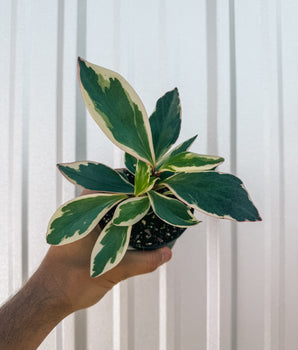 4" Peperomia 'Ginny'