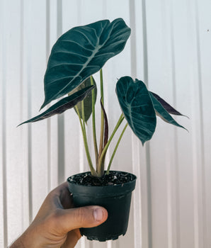 4" Alocasia 'Suhirmaniana'