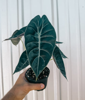 4" Alocasia 'Suhirmaniana'