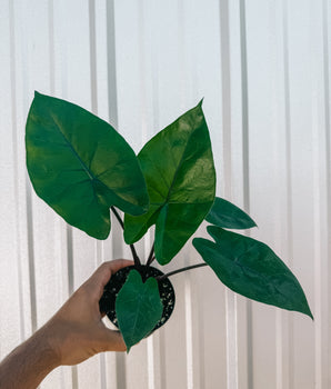 4” Alocasia ‘Black Stem’