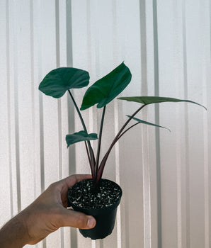 4” Alocasia ‘Black Stem’