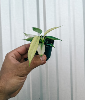 2" Philodendron 'Florida Ghost'