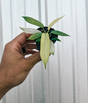 2" Philodendron 'Florida Ghost'