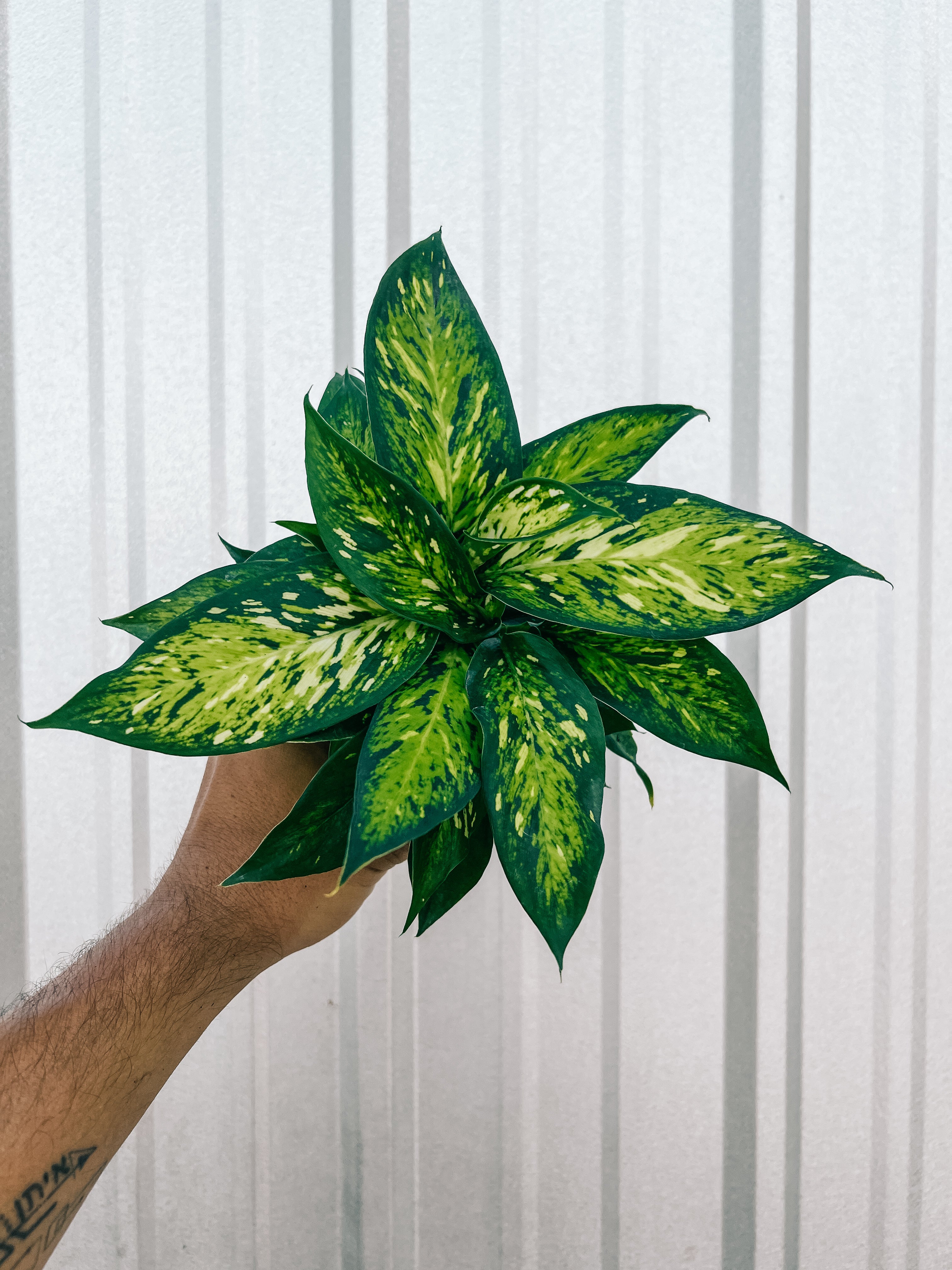 dieffenbachia starry nights 4" Dieffenbachia 'Starbright' – BWH Plant Co