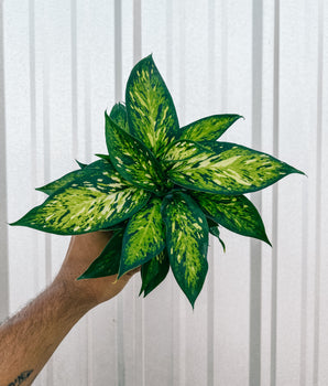 4" Dieffenbachia 'Starbright'