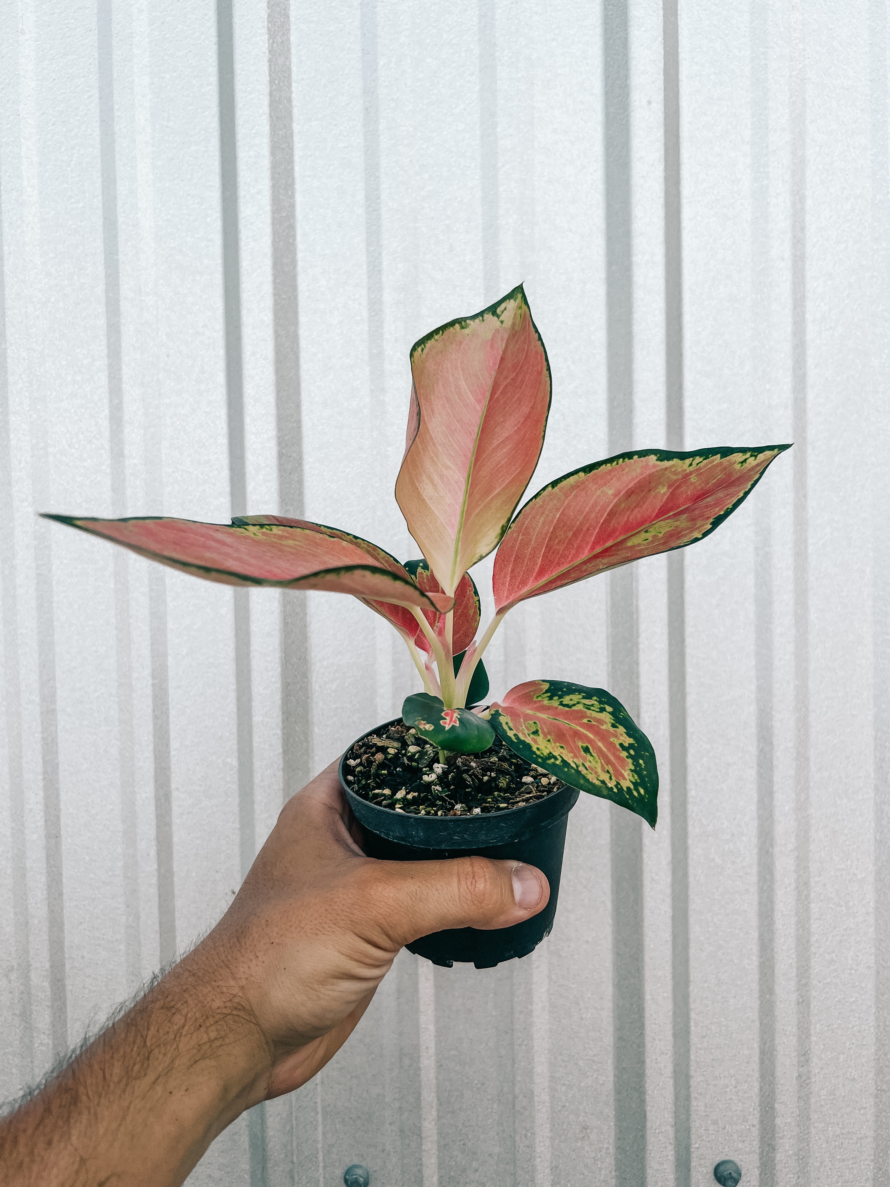 aglaonema chinesa 4" Aglaonema 'China Red'