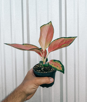 4" Aglaonema 'China Red'