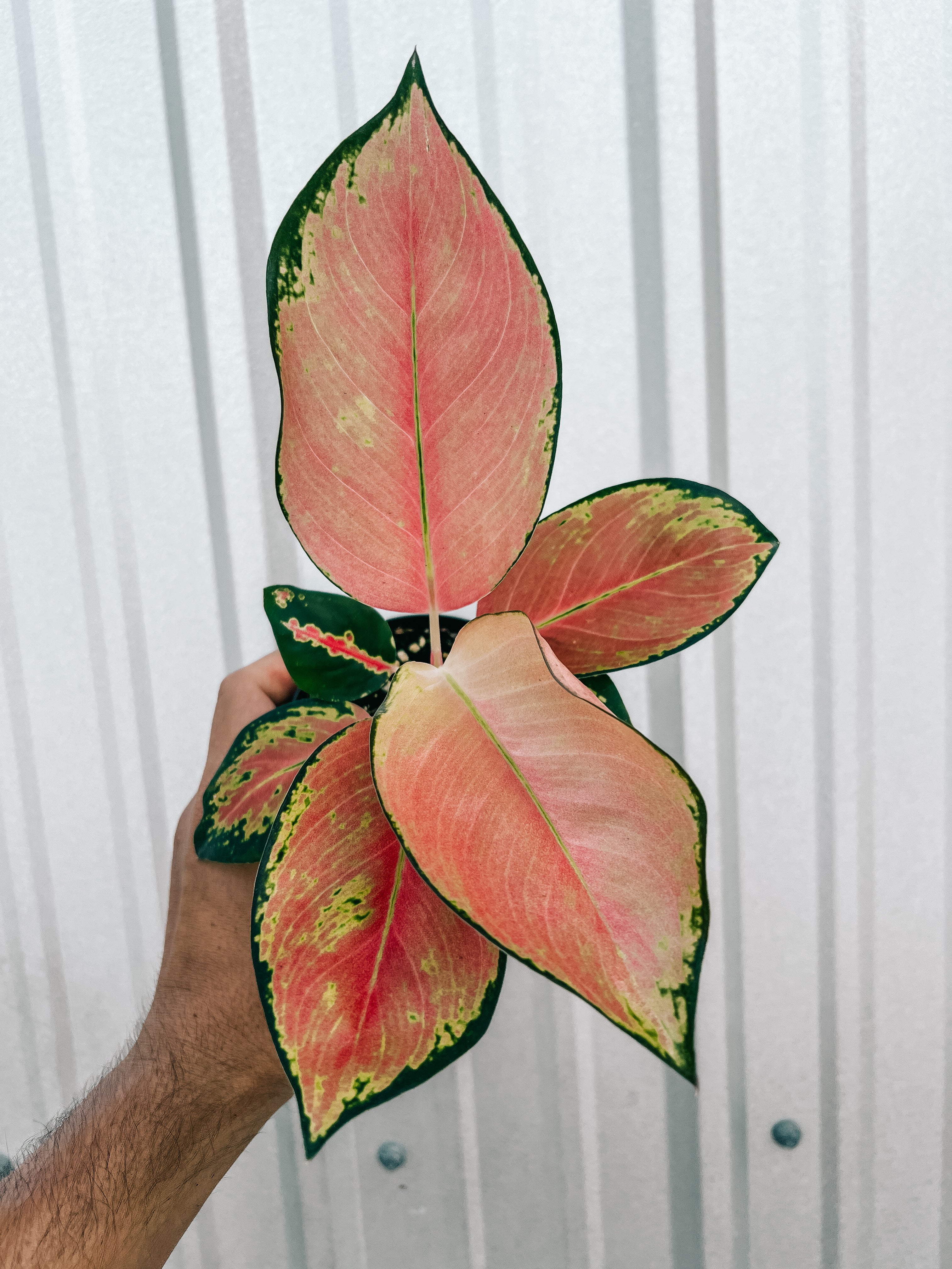 aglaonema chinesa 4" Aglaonema 'China Red' – BWH Plant Co