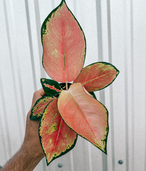 4" Aglaonema 'China Red'