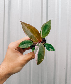 2" Philodendron 'Pink Princess'