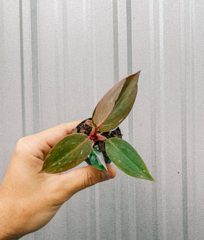 2" Philodendron 'Pink Princess'