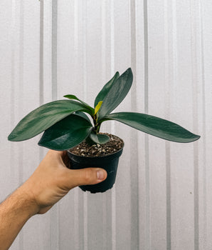 4" Peperomia 'Red Edge'