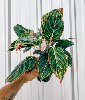 5" Aglaonema 'Moonstone Miles'