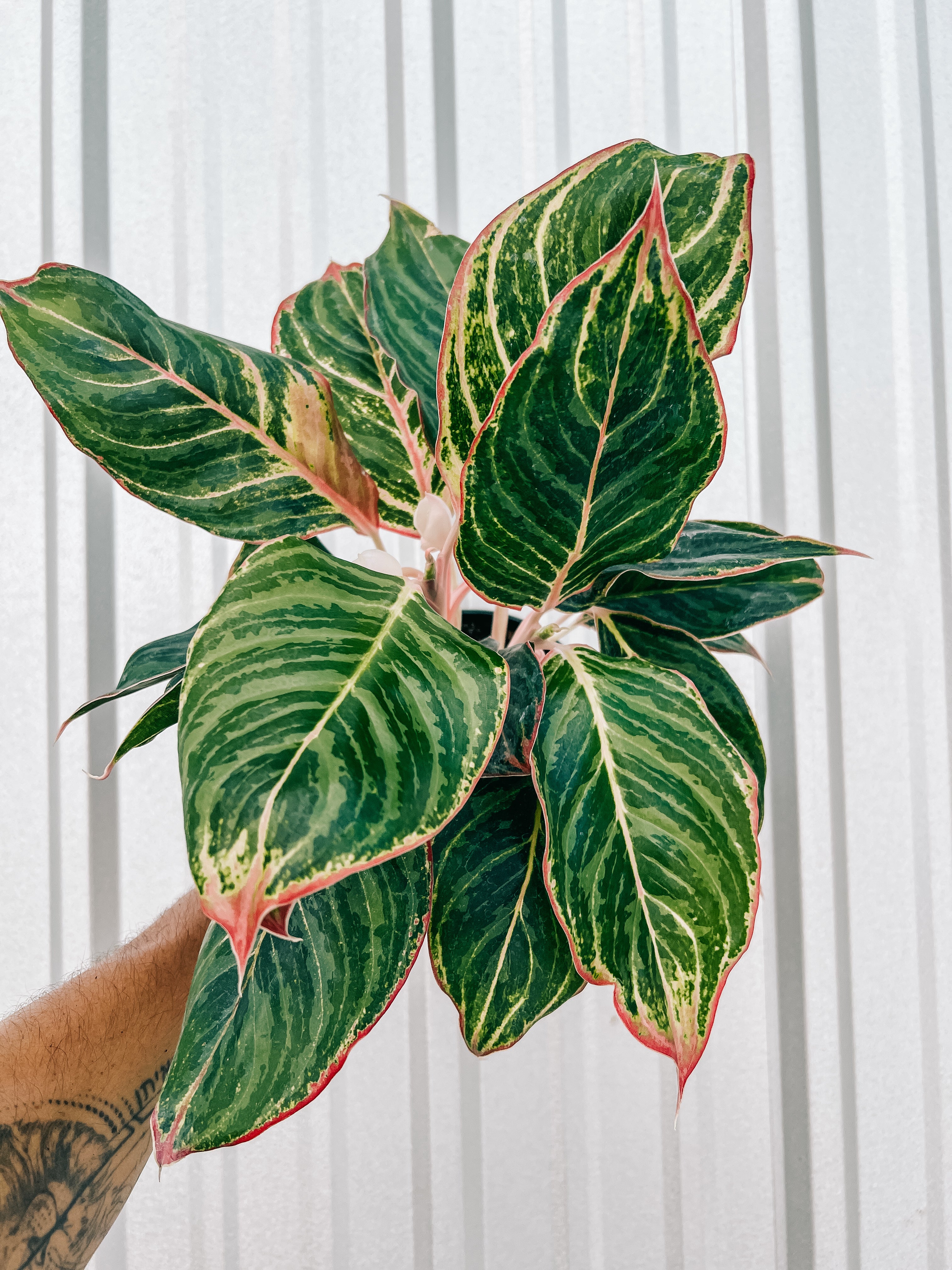 aglaonema moonstone miles 5" Aglaonema 'Moonstone Miles' – BWH Plant Co
