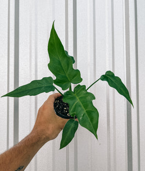 4" Philodendron 'Mayoi'