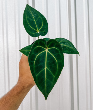 4" Anthurium 'Magnificum x Crystallinum'