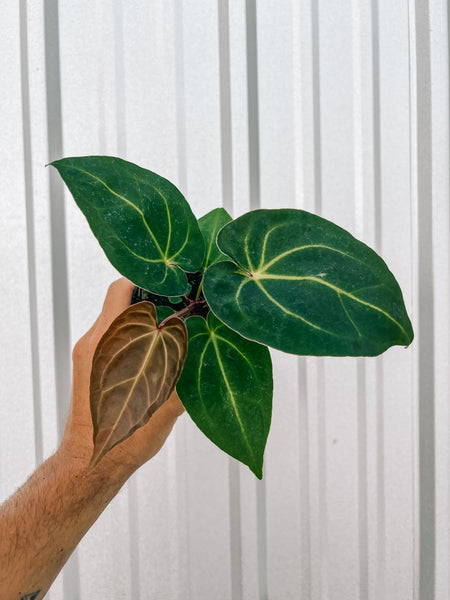 anthurium magnificum x clarinervium 4" Anthurium 'Magnificum x Crystallinum' – BWH Plant Co