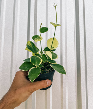 4" Variegated Hoya 'Australis' (Outer-variegation)