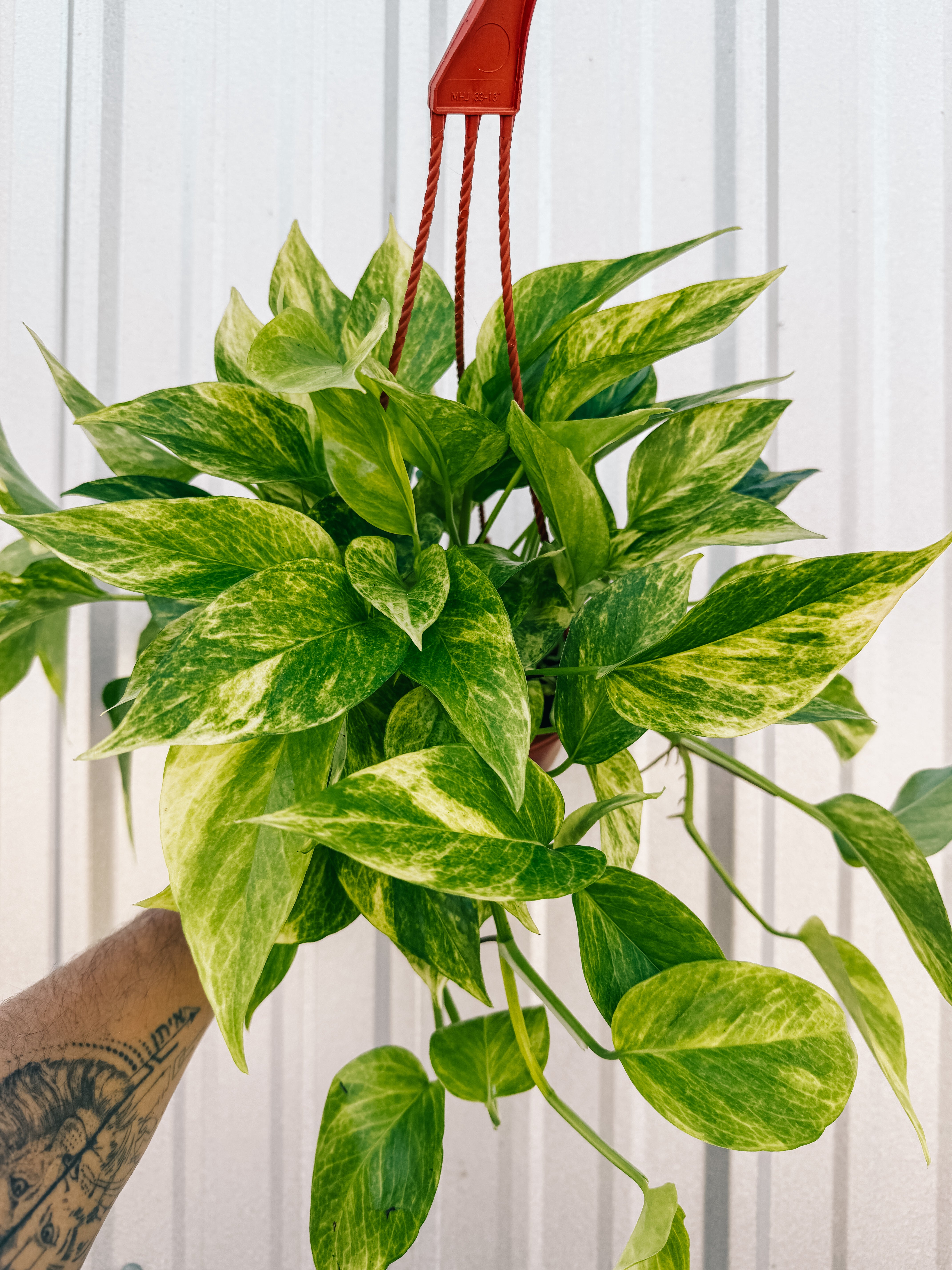 hanging pothos plants 6" Pothos 'Neon Queen' (Hanging Basket)