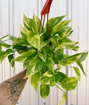 6" Pothos 'Neon Queen' (Hanging Basket)