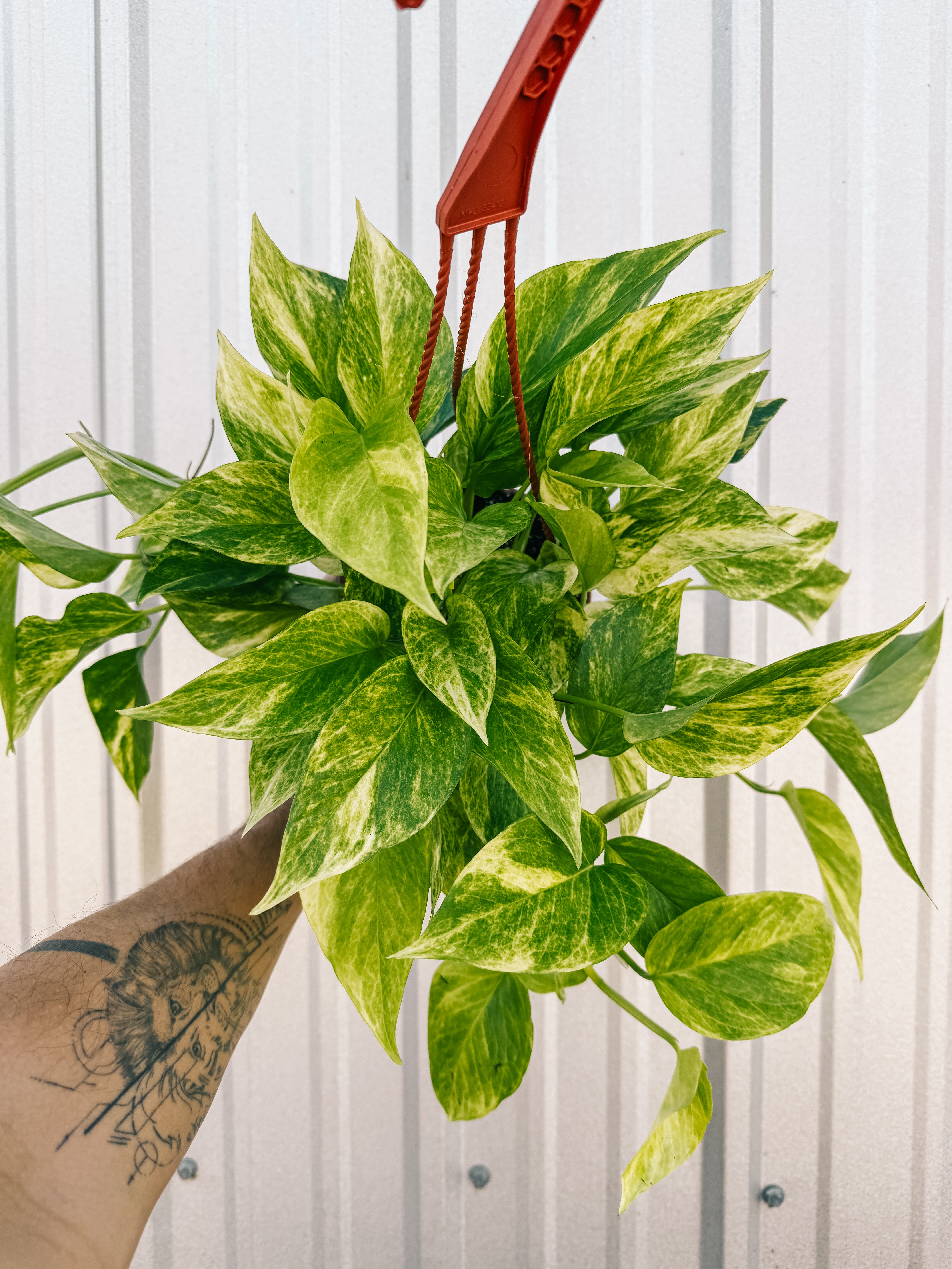6 inch pothos plant 6" Pothos 'Neon Queen' (Hanging Basket)